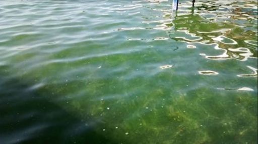 Skaneateles ezera pludmales slēgtas trešo dienu aļģu ziedēšanas dēļ