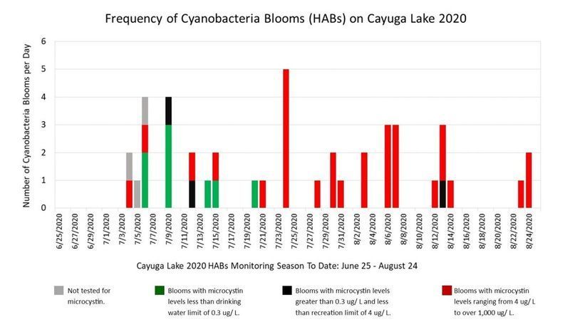 Neue Blüten am Seneca Lake gemeldet, da sich die HABs-Saison dem Höhepunkt nähert; Cayuga, Owasco und Canandaigua haben früh angefangen