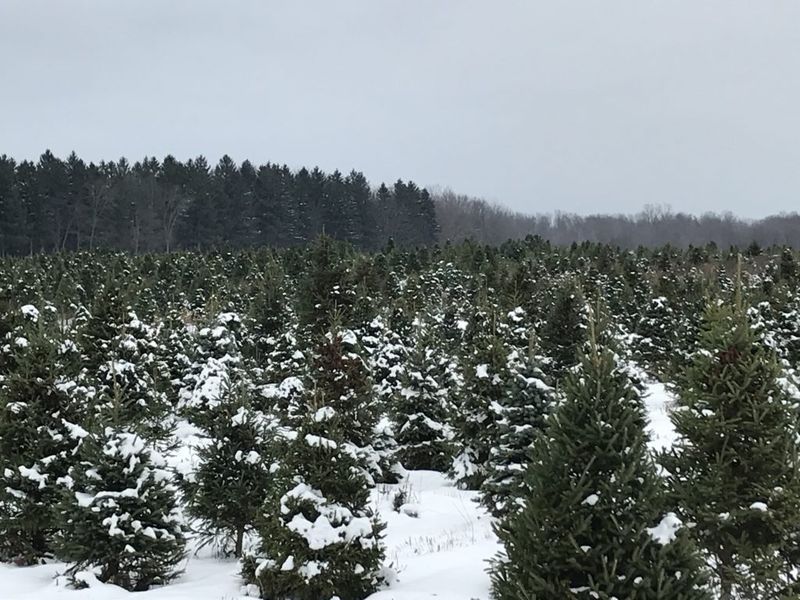 ¿Habrá suficientes árboles de Navidad el próximo año? Preocupaciones que ya van en aumento para 2022