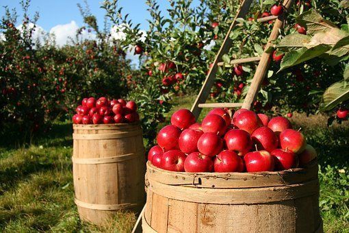 Chegou a época da colheita da maçã e a Apples and Moore está pronta