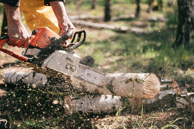 Baumdienstleistungen für Neukunden anbieten: Worüber Landschaftsbauunternehmen nachdenken müssen