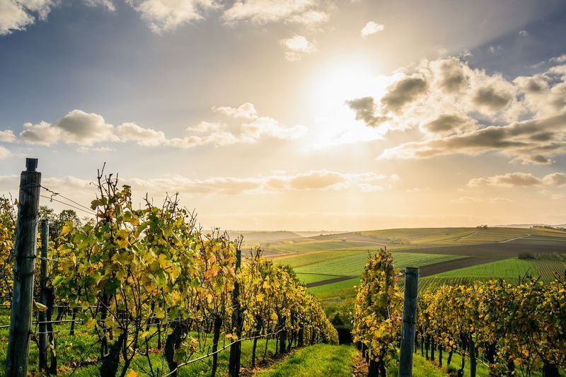 FLCC lanserer ettårig vindyrkingssertifikat for rask vei inn i en karriere innen vin, druedyrking