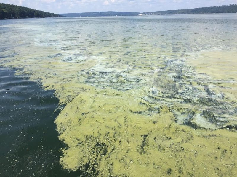 Škodlivé kvitnutia rias sú naďalej problémom na jazere Cayuga, pričom v roku 2021 ich bolo hlásených 23