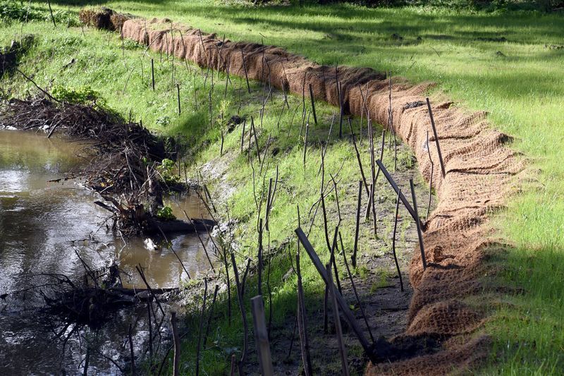 Проект восстановления берега ручья - «первый в своем роде» для округа Каюга