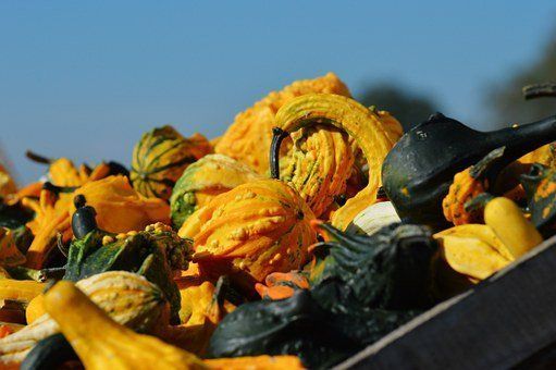Corning's Gaffer District priprema se za svoj godišnji Harvest Festival
