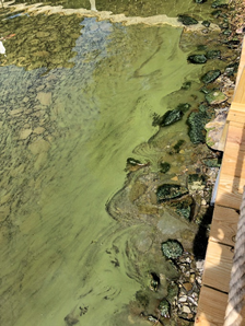 A Seneca Lake Pure Waters Association ezen a héten megkezdi a káros algavirágzás megfigyelését