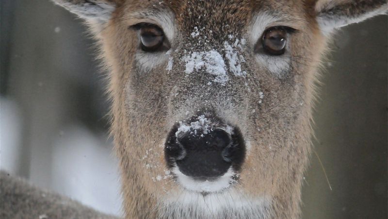 Los cazadores de Nueva York capturaron más ciervos este año que en 2017, dice DEC