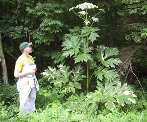 Tugevate vihmasadudega kaasneb õitsev taimede kasv, sealhulgas kahjulikud liigid nagu Sigarohi