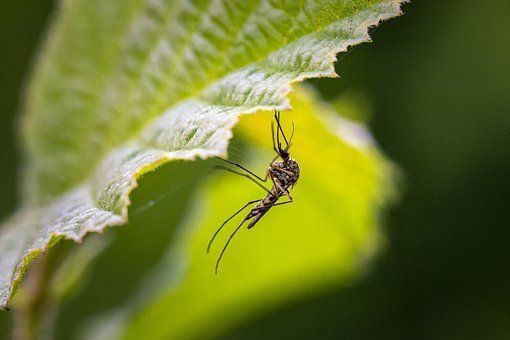 Der Moskito-Experte bietet fünf Tipps, um Gärten mückenfrei zu halten