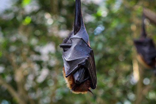 더 길고 건강한 삶을 사는 비결은 박쥐의 혈액과 DNA에 있을 수 있습니다.