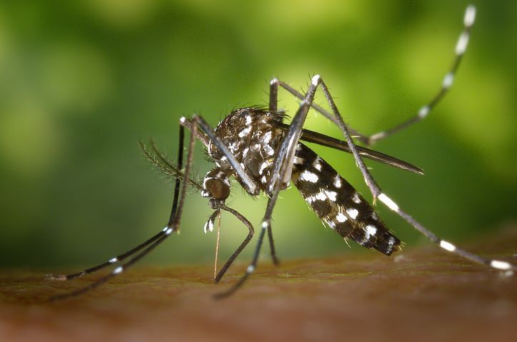 سینیٹر چک شومر نیو یارک میں مچھروں کے مسئلے کو حل کرنا چاہتے ہیں۔
