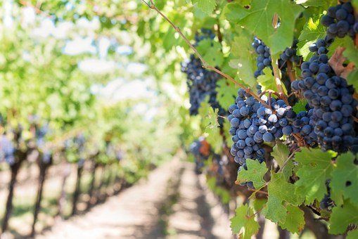 Ladang anggur mungkin mengalami kerosakan berikutan hujan lebat pada bulan Ogos