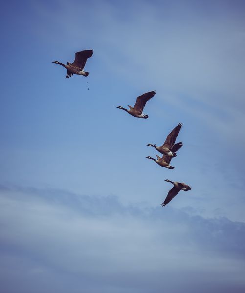 Все, что вам нужно знать о сезоне охоты на канадских гусей, который начнется в среду, 1 сентября.