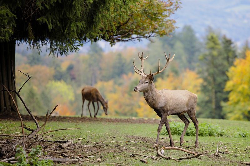 DEC uvolňuje návrh ‚Plánu péče o jeleny‘ k veřejnému posouzení a připomínkám