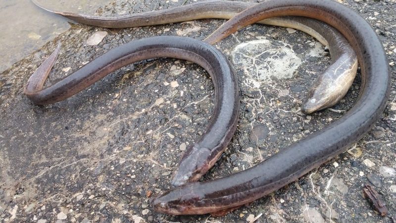 DEC : Plus d'anguilles mortes trouvées à Hemlock Lake