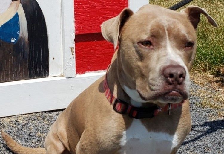 Σκύλος συνελήφθη από την Humane Society μετά από γροθιά, σύρθηκε από τον ιδιοκτήτη στο Farmington