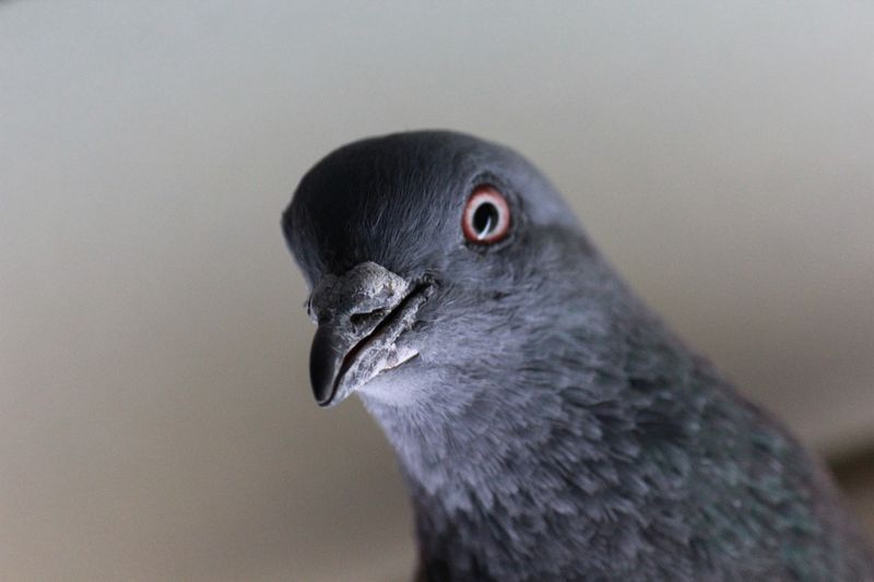 Conseils pour éloigner les pigeons de votre terrasse