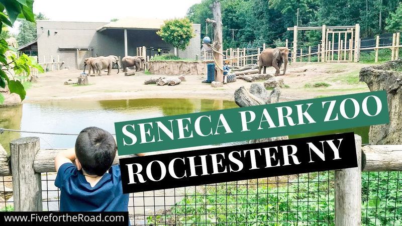 Április 26-án 50%-ra növelik a Seneca Park Állatkert kapacitását