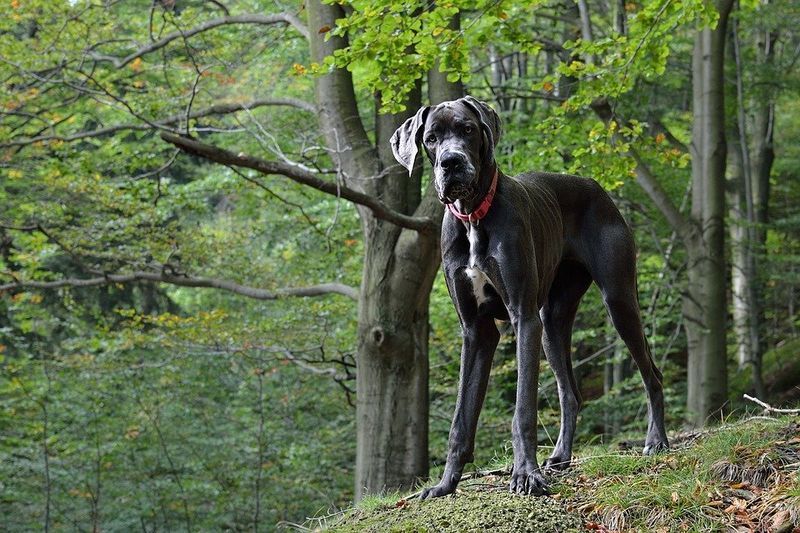 7 Fragen, die Sie sich vor dem Kauf einer Deutschen Dogge stellen sollten