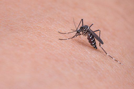 Mücken haben Blutpräferenzen