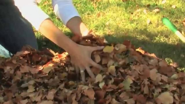 Stadtweite Abholung von Blättern und Pinseln in Seneca Falls geplant