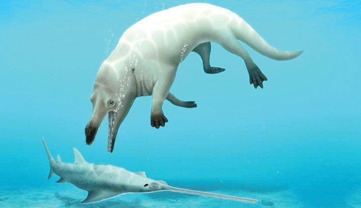 Открит е първият в Африка полуводен вид кит с крака
