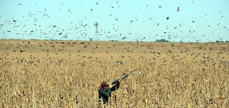 Plein air : saison de chasse à la colombe à New York ?